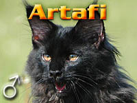 ARTAFI Special Agent*PL