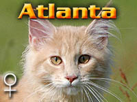 ATLANTA Special Agent*PL