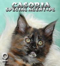 Casoria Special Agent*PL