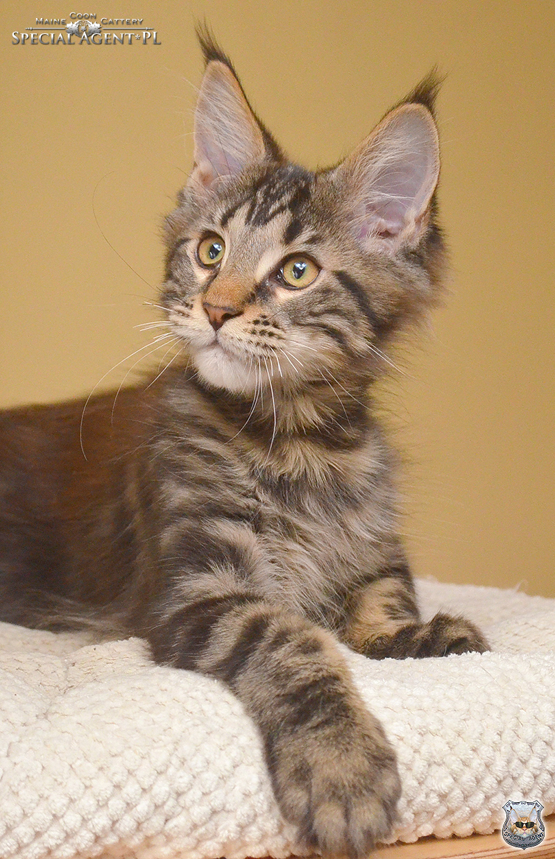 Maine Coon