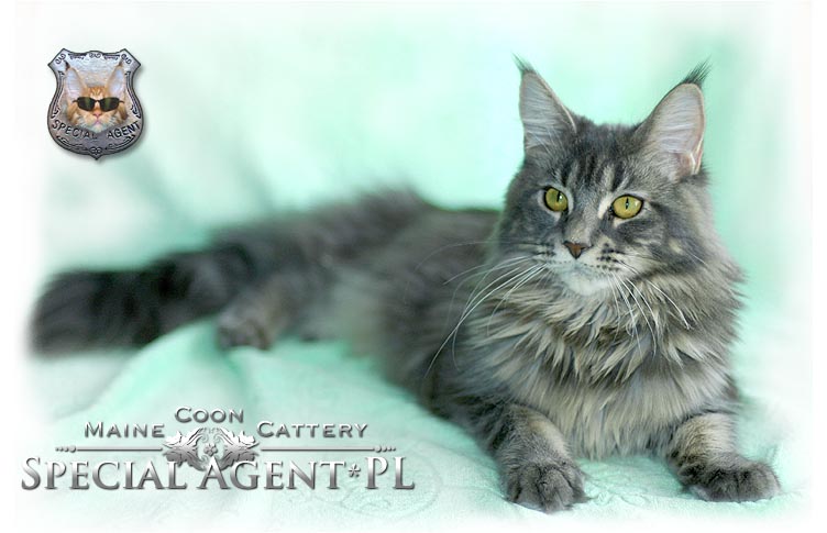 Maine coon Special Agent