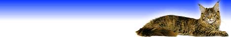 SpecialAgent*PL Hodowla kot�w rasowych Maine Coon