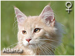 ATLANTA SpecialAgent*PL