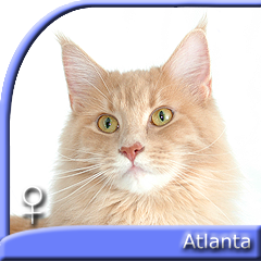 ATLANTA Special Agent*PL
