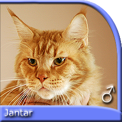 JANTAR Sall of Merrity Cats*CZ