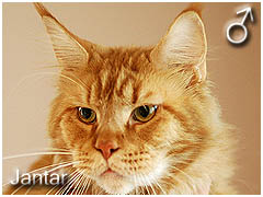 Jantar Sall of Merrity Cats*CZ